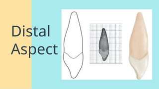 Permanent Maxillary canine- anatomy, chronology and developmental ...