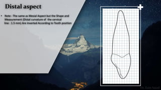 • Note : The same as Mesial Aspect but the Shape and
Measurement (Distal curvature of the cervical
line : 1.5 mm) Are Inverted According to Tooth position
Distal aspect
 