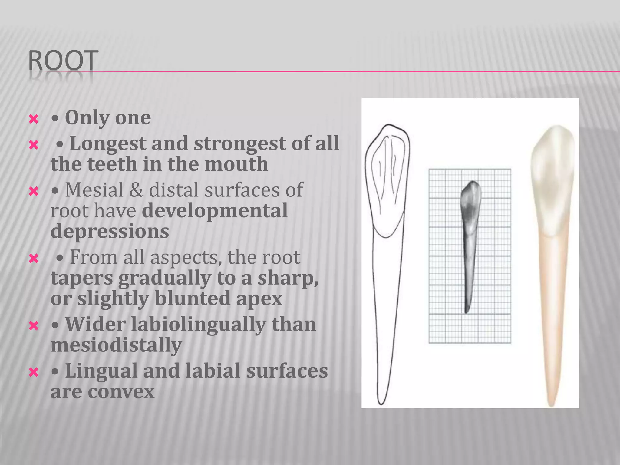 Peramanent Maxillary Canine | PPTX