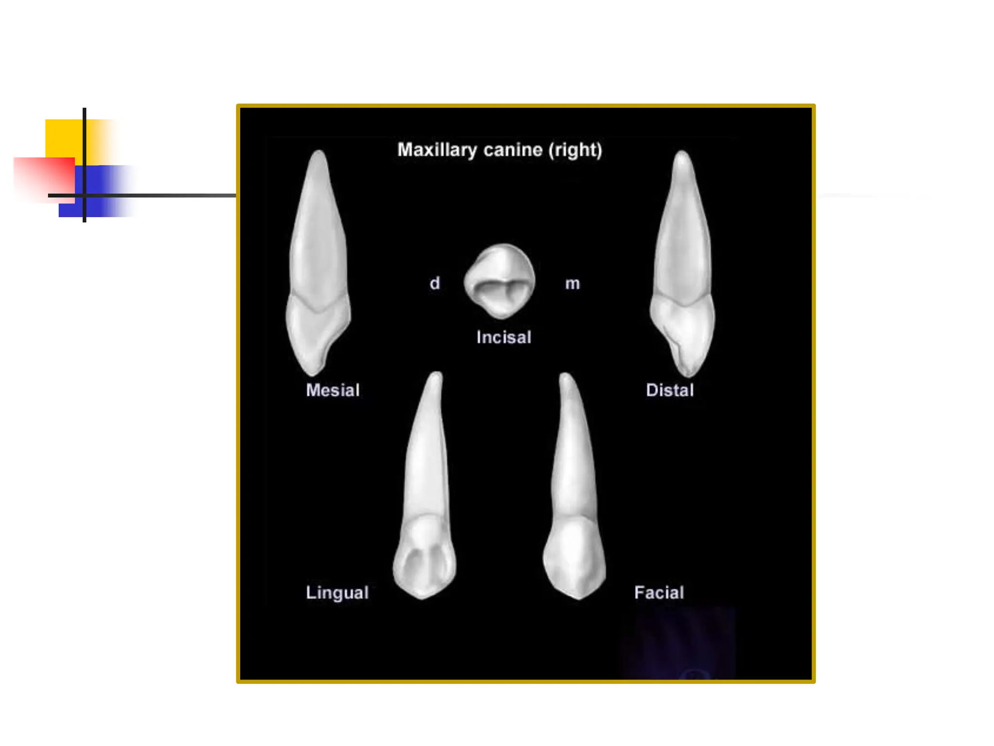 Permamnet Maxillary Canine PowerPoint presentation | PPT