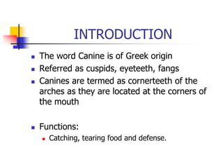 Permamnet Maxillary Canine PowerPoint presentation | PPT