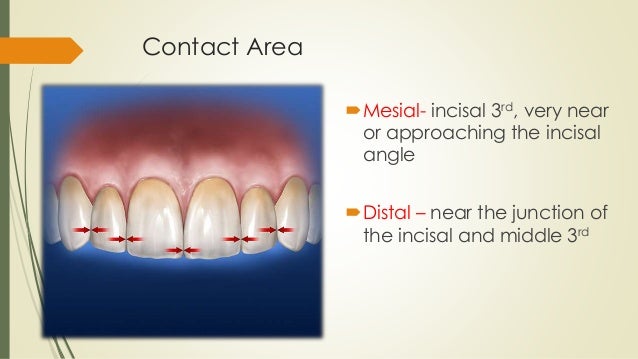 Maxillary central incisor (ORAL ANATOMY)