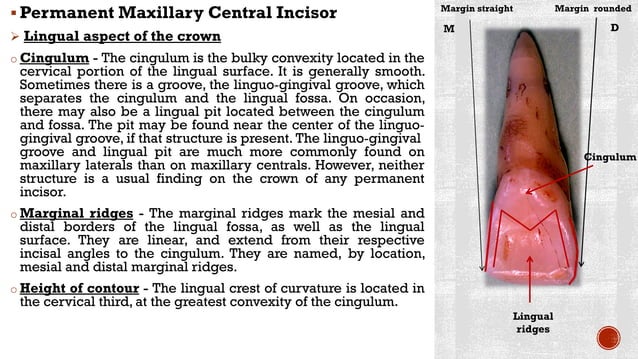 Maxillary central incisors | PDF