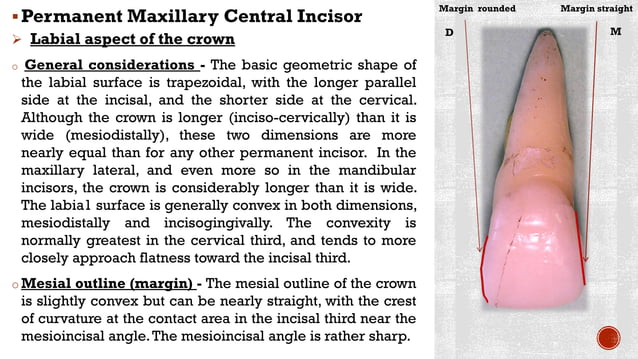 Maxillary central incisors | PDF