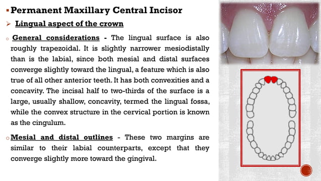 Maxillary central incisors | PDF