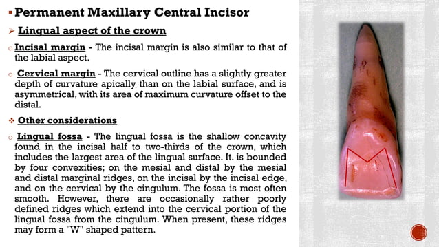 Maxillary central incisors | PDF