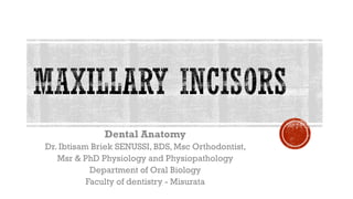 Dental Anatomy
Dr. Ibtisam Briek SENUSSI, BDS, Msc Orthodontist,
Msr & PhD Physiology and Physiopathology
Department of Oral Biology
Faculty of dentistry - Misurata
 