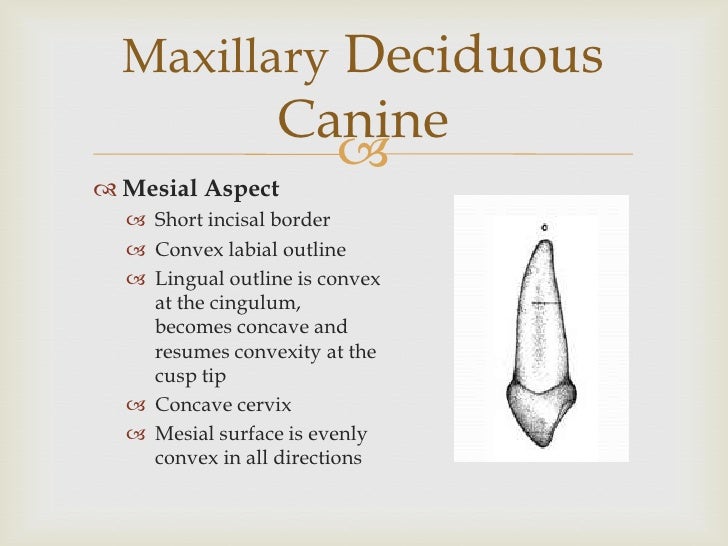 Maxillary deciduous anterior teeth