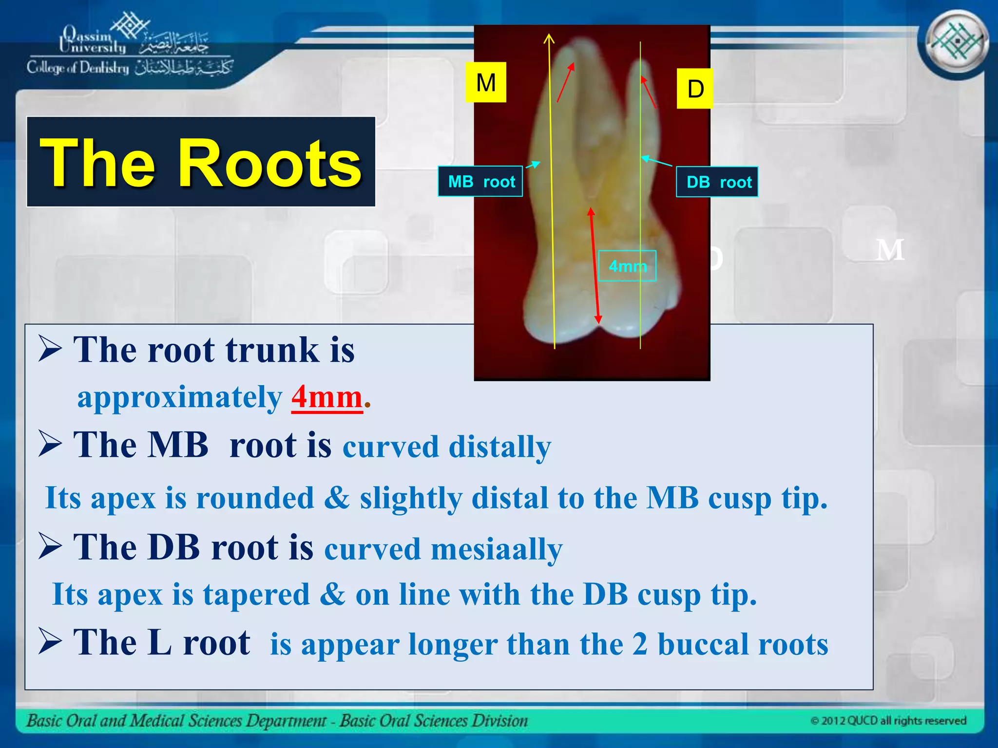 Maxillary first molar | PPTX