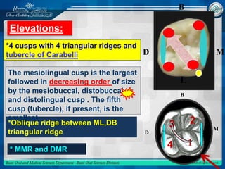 Triangular Ridge 1st Molar Maxillary first molar | PPTX