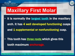 Maxillary first molar | PPTX