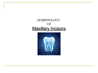 MORPHOLOGYMORPHOLOGY
OFOF
Maxillary IncisorsMaxillary Incisors
 