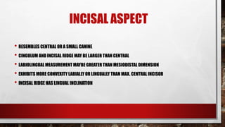 INCISAL ASPECT 
• RESEMBLES CENTRAL OR A SMALL CANINE 
• CINGULUM AND INCISAL RIDGE MAY BE LARGER THAN CENTRAL 
• LABIOLINGUAL MEASUREMENT MAYBE GREATER THAN MESIODISTAL DIMENSION 
• EXHIBITS MORE CONVEXITY LABIALLY OR LINGUALLY THAN MAX. CENTRAL INCISOR 
• INCISAL RIDGE HAS LINGUAL INCLINATION 
 