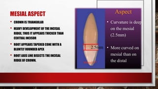 MESIAL ASPECT 
• CROWN IS TRIANGULAR 
• HEAVY DEVELOPMENT OF THE INCISAL 
RIDGE, THUS IT APPEARS THICKER THAN 
CENTRAL INCISOR 
• ROOT APPEARS TAPERED CONE WITH A 
BLUNTLY ROUNDED APEX 
• ROOT AXIS LINE BISECTS THE INCISAL 
RIDGE OF CROWN. 
 