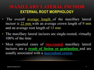 MAXILLARY LATERAL INCISOR 
EXTERNAL ROOT MORPHOLOGY 
• The overall average length of the maxillary lateral 
incisor is 22 mm with an average crown length of 9 mm 
and an average root length of 13 mm 
• The maxillary lateral incisors are single-rooted, virtually 
100% of the time 
• Most reported cases of two-rooted maxillary lateral 
incisors are a result of fusion or gemination and are 
usually associated with a macrodont crown. 
MAZEN DOUMANI 2014 1 
 