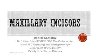 Dental Anatomy
Dr. Ibtisam Briek SENUSSI, BDS, Msc Orthodontist,
Msr & PhD Physiology and Physiopathology
Department of Oral Biology
Faculty of dentistry - MisurataDr. Ibtisam Briek Senussi
 