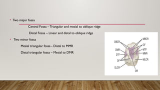Tooth morphology of MAXILLARY & MANDIBULAR.pptx