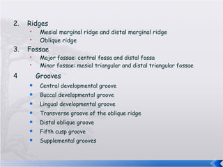 Maxillary Molars | PPT