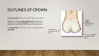 The mesial outline of the crown doesn't have much curvature
at
beginning, it follows a nearly straight path downward and
mesially. Then it curves occlusally as it reaches the crest of
the contour of the mesial surface, which is the contact area.
The distal outline of the crown is convex, the distal surface is
spheroidal.
OUTLINES OF CROWN:
Follows a
straight line at
beginning
Then curves distally
towards occlusal
aspect
Distal outline is
curved like a semi-
circle
Mesial
outline
 