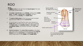 1. All three roots can be seen from the buccal aspect. The roots
are usually inclined distally.
2. The mesio - buccal root curves distally, starting at the middle
third. The disto - buccal root is straighter, but has a
tendency to curve mesially at its middle third.
3. The point of bifurcation of the two buccal roots is located
approximately 4 mm above the cervical line.
4. It must be kept in mind that the molar roots originate as a
single root on the base of the crown. They then are divided
into three roots, as in maxillary molars or two roots in the
mandibular molars. The common root base is called root
trunk.
5. Crest of curvature : The crest of the curvature on the distal
side of the crown is located at the level approximately half the
distance from the cervical line to the tip of the cusp. The
distal contact area is in the middle of the middle third.
ROO
TS:
Cervical 1/3rd
Middle 1/3rd
Occlusal 1/3rd
Crest of
curvature
At ½ the distance between
cervical line and tip of the
cusp
Bends mesially
@ middle 1/3 rd
Distobuccal root
is straight
MB
Point of
bifurcation
@4mm above
cervical line
Distal contact area
Mesiobuccal
root curves
distally
DB
 