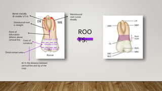 Cervical 1/3rd
Middle 1/3rd
Occlusal 1/3rd
Crest of
curvature
At ½ the distance between
cervical line and tip of the
cusp
Bends mesially
@ middle 1/3 rd
Distobuccal root
is straight
Mesiobuccal
root curves
distally
MB
DB
L
Point of
bifurcation
@4mm above
cervical line
ROO
TS:
Distal contact area
 