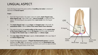 From the lingual aspect the gross outline of maxillary 1st molar is reverse of
that from the buccal aspect.
Cusps :
1. From the lingual aspect, two major cusps are visible, mesio-lingual cusp,
disto-lingual cusp. Also a fifth cusp - cusp of Carabelli, is visible from this
aspect. The distolingual cusp appears like a semi-circle from the lingual
aspect.
2. The mesio-lingual cusp is much larger and longest cusp in the tooth. Its
mesiodistal width is about 3/5th of the mesio distal crown diameter.
3. The angle formed by the mesial outline of the crown and the mesial slope
of the mesio-lingual cusp is almost 90 degrees. And the angle formed by
the slope of the mesial cusp and distal cusp is an obtuse angle.
4. The cusp ridge of the 5th cusp is approx. 2 mm cervical to the cusp ridge of
the mesio-lingual cusp.
5. Lingual development groove: A lingual developmental groove is present
between the MLC, DLC. This groove is confluent with the distolingual cusp
which progress mesially and cervically and ends up at a point at approximately
centre of the lingual surface of the crown.
LINGUAL ASPECT:
ML DL
Semicircular
outline
Mesial
outline
Mesial slope Distal slope
90 degree
Obtuse
angle
LDG
 