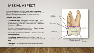 From the mesial aspect, two cusps, mesio-buccal cusp, mesio-
lingual cusp and cusp of Carabelli can be observed. Also two roots
are found which are lingual root and the mesio-buccal root.
Curvatures of the crown:
• On the buccal aspect, the outline of the crown makes a short
convex arc from the cervical line towards the occlusal aspect.
So the crest of the curvature is at the cervical third. The extent of
the curvature is 0.5 mm.
• The outline of the buccal aspect then forms a shallow concavity
when it moves towards the occlusal aspect.
• The line then again becomes convex as it progress to cover the
mesio-buccal cusp.
• On the lingual aspect, the crest of the curvature is near the
middle third of the crown rather than a point within the cervical
third.
• Cervical line : The cervical outline on the mesial aspect curves
occlusally.
MESIAL ASPECT
Convex arc
Concave arc
Convex arc
0.5 mm
Crest of
curvature
Middle 1/3 rd
Cervical 1/3rd
Mesial aspect
M
B
L
5th cusp
 