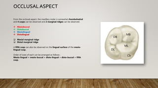 From the occlusal aspect, the maxillary molar is somewhat rhombohedral
and 4 cusps can be observed and 2 marginal ridges can be observed.
 Mesiobuccal
 Distobuccal
 Mesiolingual
 Distolingual
 Mesial marginal ridge
 Distal marginal ridge
A fifth cusp can also be observed on the lingual surface of the mesio-
lingual cusp.
Order of sizes of each can be arranged as follows :
Mesio-lingual > mesio-buccal > disto-lingual > disto-buccal > fifth
cusp.
OCCLUSAL ASPECT
MB
ML
DL
DB
Cb
 