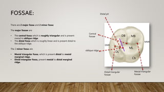 There are 2 major fossa and 2 minor fossa
The major fossae are:
• The central fossa which is roughly triangular and is present
mesial to oblique ridge.
• The distal fossa which is roughly linear and is present distal to
the oblique ridge.
The 2 minor fossa are:
• Mesial triangular fossa, which is present distal to mesial
marginal ridge.
• Distal triangular fossa, present mesial to distal marginal
ridge.
FOSSAE:
MB
ML
DL
DB
Cb
Central
fossae
oblique ridge
Mesial triangular
fossae
Distal triangular
fossae
Distal pit
MMR
DMR
 