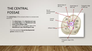 MB
ML
DL
DB
Cb
Central
fossae
oblique ridge
The central fossa of the occlusal surface is a concave area
bound by:
• The distal slope of the Mesiobuccal cusp
• The mesial slope of the Distobuccal cusp
• Crest of the oblique ridge
• The crest of the two triangular ridge of the
Mesiobuccal cusp, Mesiolingual cusp
From the central pit, buccal developmental
groove radiates buccally.
THE CENTRAL
FOSSAE
Distal slope of
MB cusp
Mesial slope of
DB cusp
Triangular ridge
of MB cusp
Triangular ridge of ML
cusp
Buccal
developmental
groove
 