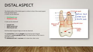 The distal outline of the distal aspect is similar to that of the mesial aspect.
From the distal aspect:
2 CUSPS can be observed:
• Distolingual cusp
• Distobuccal cusp.
3 roots can be observed
• Lingual root
• Mesio buccal root
• Disto buccal root.
And the distal marginal ridge can also be observed.
The cervical line is almost straight across the buccal to lingual.
sometimes it curves apically 0.5 mm. The distal surface of the crown is
generally convex.
The distobuccal root is narrower at its base than other roots.
DISTALASPECT:
 