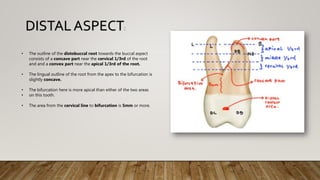 • The outline of the distobuccal root towards the buccal aspect
consists of a concave part near the cervical 1/3rd of the root
and and a convex part near the apical 1/3rd of the root.
• The lingual outline of the root from the apex to the bifurcation is
slightly concave.
• The bifurcation here is more apical than either of the two areas
• on this tooth.
• The area from the cervical line to bifurcation is 5mm or more.
DISTALASPECT:
 