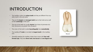 INTRODUCTION
• The maxillary molars are unique tooth and they are different from any
other tooth in the oral cavity.
• They are the largest and strongest teeth due to their bulk and as well
as their anchorage in their jaws
• The root of the teeth are usually shorter than those of premolars but
their dimensions are greater than all aspects
• The crown of the tooth is wider buccolingually than mesiodistally.
• The maxillary 1st molar is normally the largest tooth in the maxillary
arch.
• Generally speaking the maxillary molars have crowns with four well
formed cups. They have three roots, two buccal and one lingual root.
 
