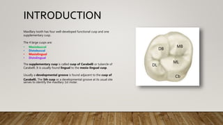 Maxillary tooth has four well-developed functional cusp and one
supplementary cusp.
The 4 large cusps are:
• Mesiobuccal
• Distobuccal
• Mesiolingual
• Distolingual
The supplementary cusp is called cusp of Carabelli or tubercle of
Carabelli. It is usually found lingual to the mesio-lingual cusp.
Usually a developmental groove is found adjacent to the cusp of
Carabelli. The 5th cusp or a developmental groove at its usual site
serves to identify the maxillary 1st molar.
MB
ML
DL
DB
Cb
INTRODUCTION
 