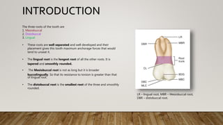 The three roots of the tooth are
1. Mesiobuccal
2. Distobuccal
3. Lingual
• These roots are well separated and well developed and their
placement gives this tooth maximum anchorage forces that would
tend to unseat it.
• The lingual root is the longest root of all the other roots. It is
tapered and smoothly rounded.
• The Mesiobuccal root is not as long but it is broader
buccolingually. So that its resistance to torsion is greater than that
of lingual root.
• The distobuccal root is the smallest root of the three and smoothly
rounded.
LR – lingual root, MBR – Mesiobuccal root,
DBR – distobuccal root.
INTRODUCTION
 