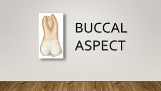BUCCAL
ASPECT
 