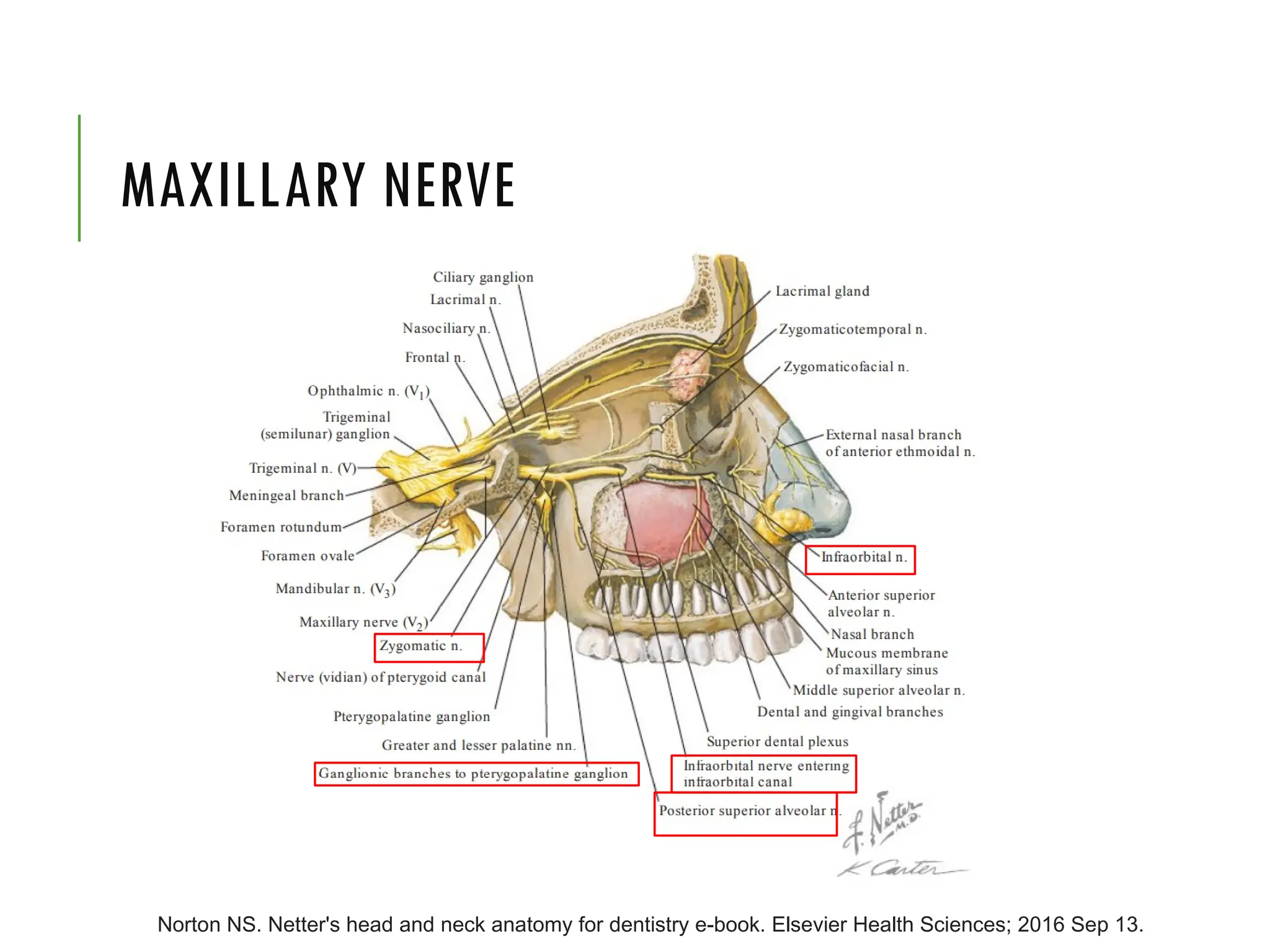 Netter Maxilla MAXILLARY NERVE ANATOMI PART OF TRIGEMINAL NERVE.pptx