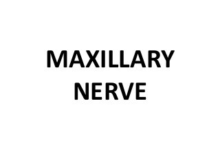 MAXILLARY
NERVE
 