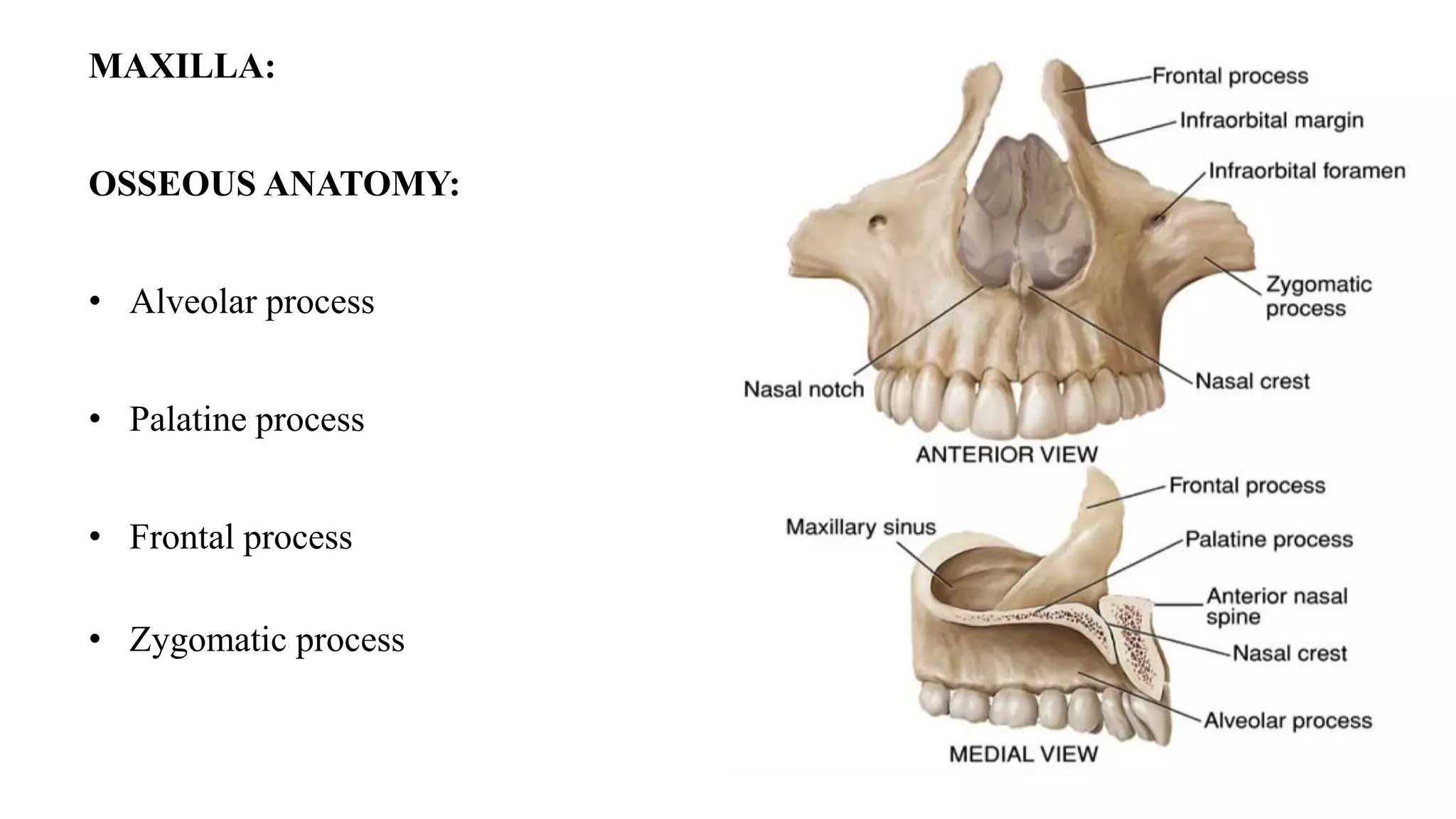 MAXILLA:
OSSEOUS ANATOMY:
• Alveolar process
• Palatine process
• Frontal process
• Zygomatic process
 