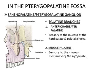IN THE PTERYGOPALATINE FOSSA
 SPHENOPALATINE/PTERYGOPALATINE GANGLION
• PALATINE BRANCHES
1. ANTERIOR/GREATER
PALATINE
• Sensory to the mucosa of the
hard palate & palatal gingiva.
2. MIDDLE PALATINE
• Sensory to the mucous
membrane of the soft palate.
 
