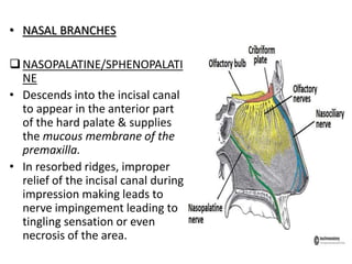 • NASAL BRANCHES
NASOPALATINE/SPHENOPALATI
NE
• Descends into the incisal canal
to appear in the anterior part
of the hard palate & supplies
the mucous membrane of the
premaxilla.
• In resorbed ridges, improper
relief of the incisal canal during
impression making leads to
nerve impingement leading to
tingling sensation or even
necrosis of the area.
 