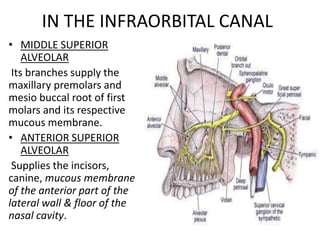 IN THE INFRAORBITAL CANAL
• MIDDLE SUPERIOR
ALVEOLAR
Its branches supply the
maxillary premolars and
mesio buccal root of first
molars and its respective
mucous membrane.
• ANTERIOR SUPERIOR
ALVEOLAR
Supplies the incisors,
canine, mucous membrane
of the anterior part of the
lateral wall & floor of the
nasal cavity.
 