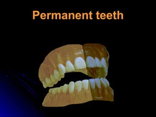Permanent teethPermanent teeth
 