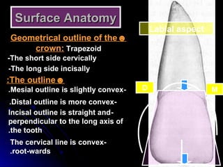 Surface AnatomySurface Anatomy
Labial aspect
☻Geometrical outline of the
crown: Trapezoid
-The short side cervically
-The long side incisally
☻The outline:
-Mesial outline is slightly convex.
-Distal outline is more convex.
-Incisal outline is straight and
perpendicular to the long axis of
the tooth.
-The cervical line is convex
root-wards.
D M
 