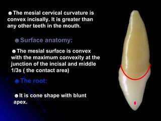 ☻The mesial cervical curvature is
convex incisally. It is greater than
any other teeth in the mouth.
☻Surface anatomy:
☻The mesial surface is convex
with the maximum convexity at the
junction of the incisal and middle
1/3s ( the contact area)
☻The root:
☻It is cone shape with blunt
apex.
 