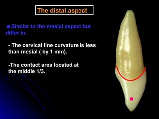 The distal aspect
☻Similar to the mesial aspect but
differ in.
- The cervical line curvature is less
than mesial ( by 1 mm).
-The contact area located at
the middle 1/3.
 