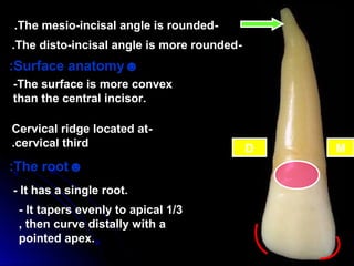 -The mesio-incisal angle is rounded.
-The disto-incisal angle is more rounded.
☻Surface anatomy:
-The surface is more convex
than the central incisor.
-Cervical ridge located at
cervical third.
☻The root:
- It has a single root.
- It tapers evenly to apical 1/3
, then curve distally with a
pointed apex.
D M
 