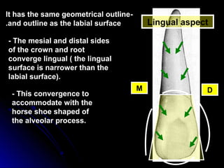 Lingual aspect
-It has the same geometrical outline
and outline as the labial surface.
M D
- The mesial and distal sides
of the crown and root
converge lingual ( the lingual
surface is narrower than the
labial surface).
- This convergence to
accommodate with the
horse shoe shaped of
the alveolar process.
 