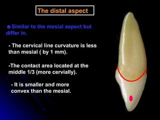 The distal aspect
☻Similar to the mesial aspect but
differ in.
- The cervical line curvature is less
than mesial ( by 1 mm).
-The contact area located at the
middle 1/3 (more cervially).
- It is smaller and more
convex than the mesial.
 