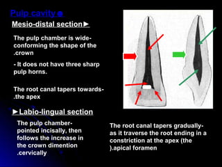 ►Mesio-distal section
-The pulp chamber is wide
conforming the shape of the
crown.
- It does not have three sharp
pulp horns.
-The root canal tapers towards
the apex.
►Labio-lingual section
-The pulp chamber
pointed incisally, then
follows the increase in
the crown dimention
cervically.
-The root canal tapers gradually
as it traverse the root ending in a
constriction at the apex (the
apical foramen).
☻Pulp cavity
 
